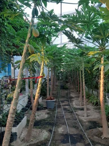 عکس جنگل استوایی آمازون