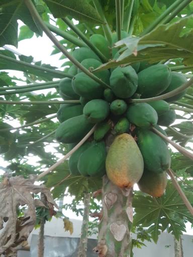 عکس جنگل استوایی آمازون