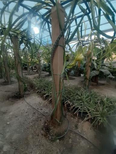 عکس جنگل استوایی آمازون