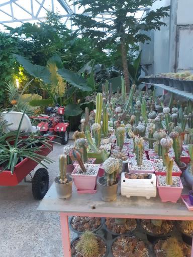 عکس جنگل استوایی آمازون