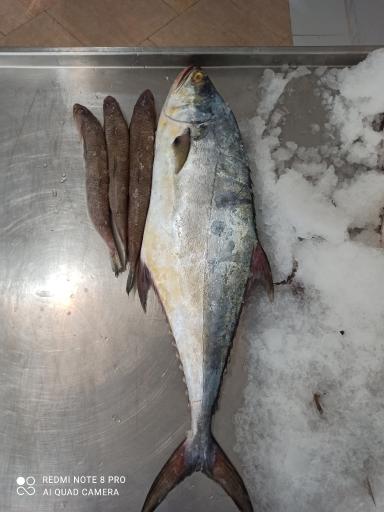 عکس مرغ و ماهی جنوب