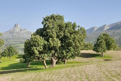عکس کوه قلاقیران