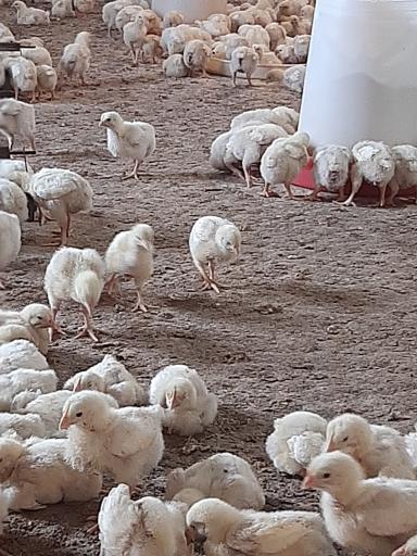عکس مرغداری مجتبی نوربخش 