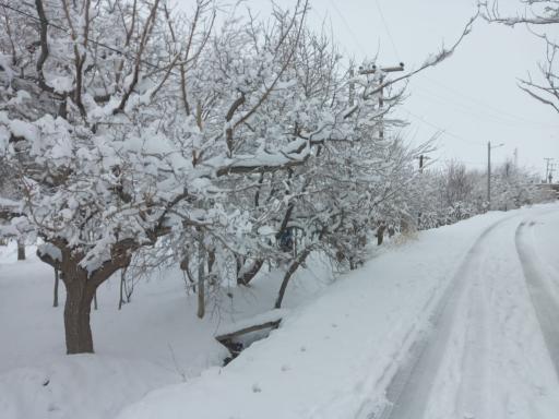 عکس دیسفان