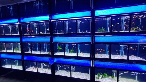 فروشگاه لوازم پرنده و آکواریوم سیمرغ