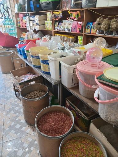 عکس قصر طوطی