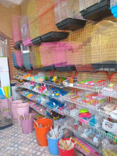 عکس قصر طوطی