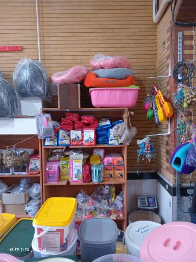 عکس قصر طوطی