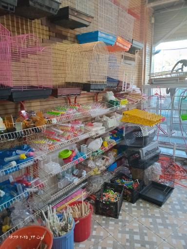 عکس قصر طوطی