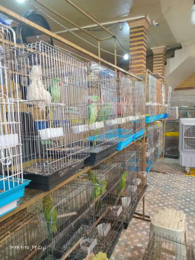 عکس قصر طوطی