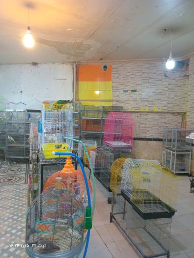 عکس قصر طوطی