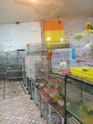 عکس قصر طوطی