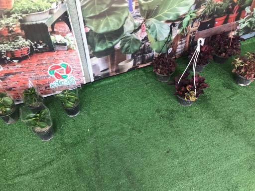 عکس گلماند منطقه ۸