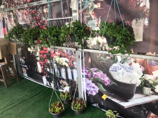 عکس گلماند منطقه ۸