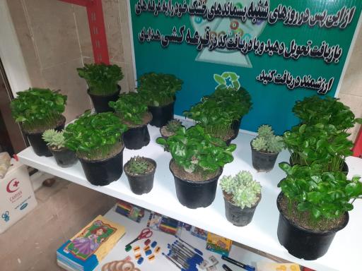 عکس گلماند منطقه ۸