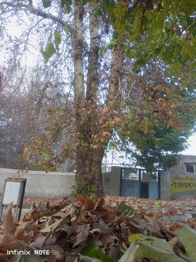 عکس چشمه آب صفی آباد