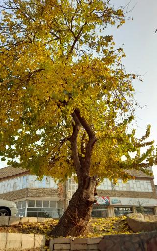 عکس چشمه آب صفی آباد