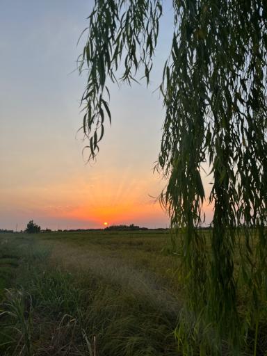 عکس علوی کلا میر