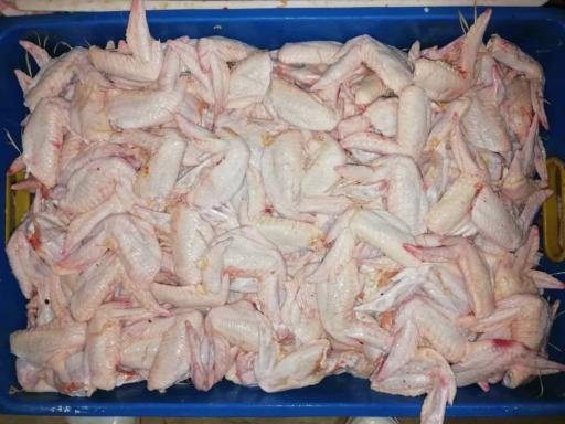 عکس مرغ و پروتیین بابا کورش