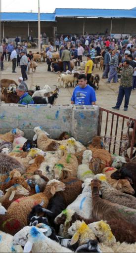 عکس جایگاه عرضه دام شهرداری تهران منطقه ۴