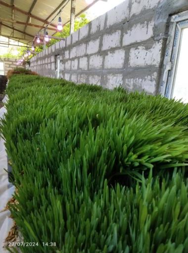 عکس رستوران مزرعه سبز الیزه