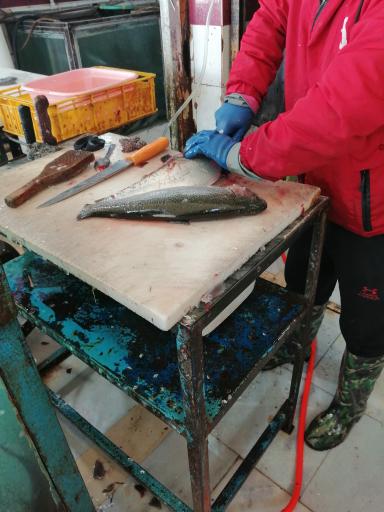 عکس بازار ماهی