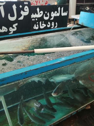 عکس بازار ماهی
