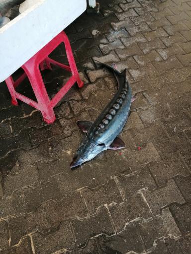 عکس بازار ماهی