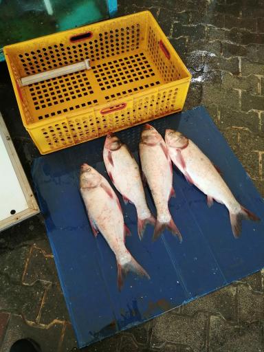 عکس بازار ماهی