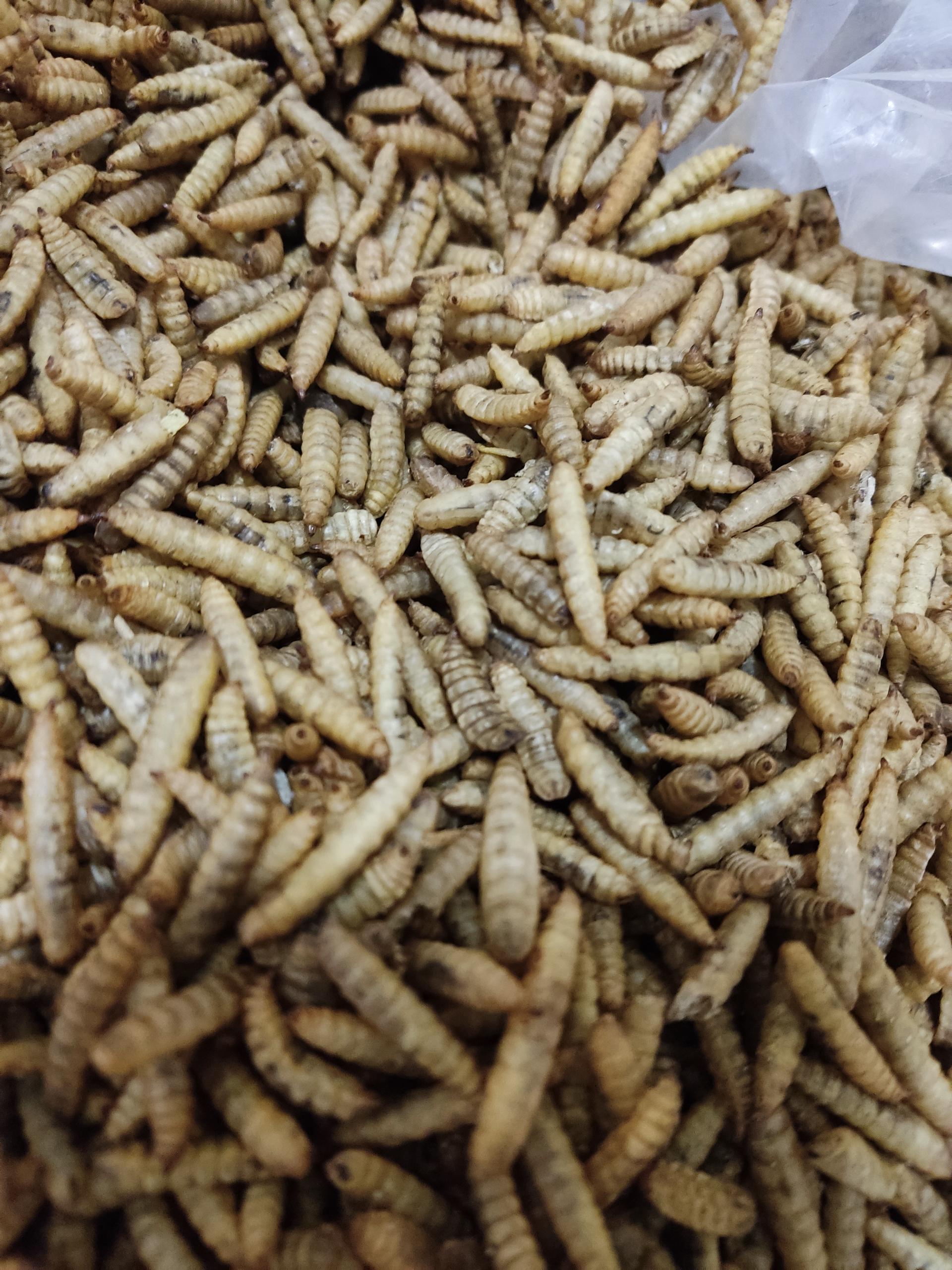 عکس مجموعه دنیای میل ورم