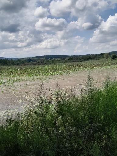 عکس آبگیر فصلی