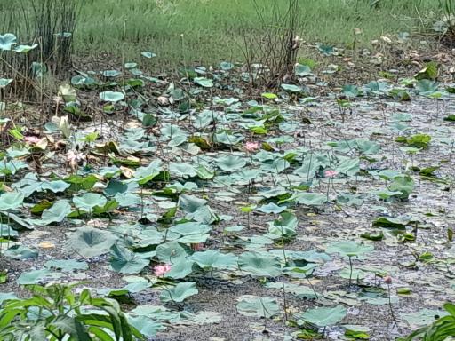 عکس آبگیر فصلی