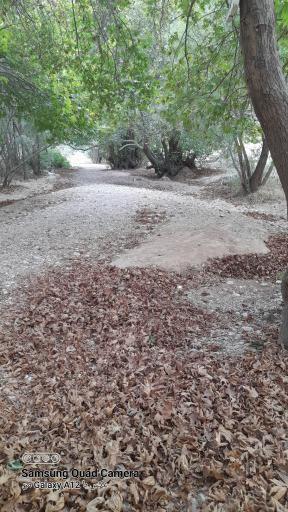 عکس تفرج گاه شب شتری