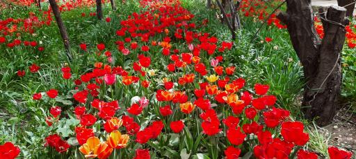 عکس گلخانه برومند