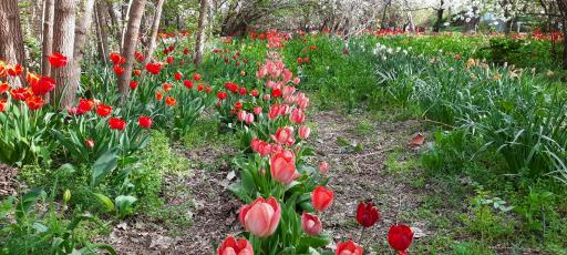 عکس گلخانه برومند