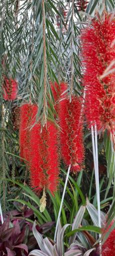 عکس گلخانه برومند