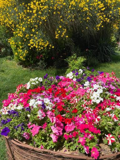 عکس بوستان شقایق مهر