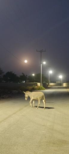 عکس هزاری