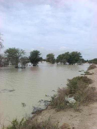 عکس هزاری