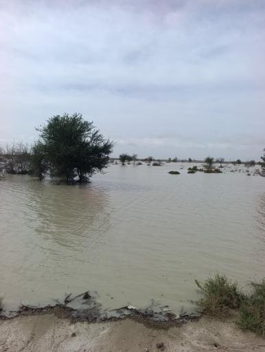 عکس هزاری