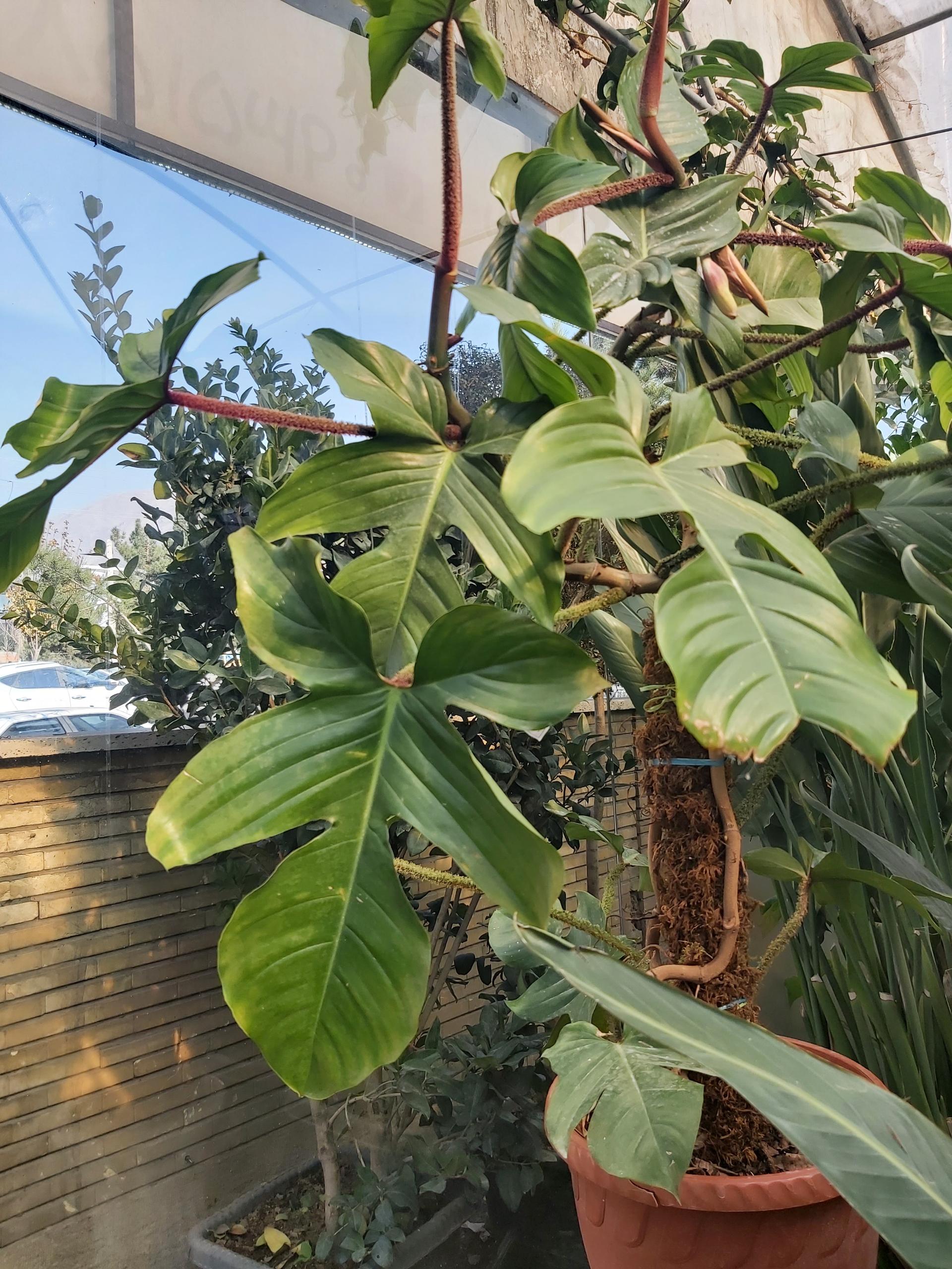 عکس گل فروشی شهر گل