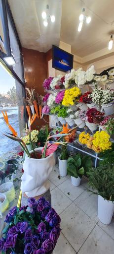 عکس گل سرای ارکا