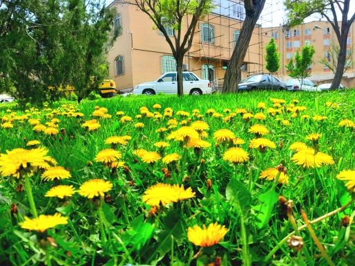 عکس شهرداری منطقه 7 تبریز