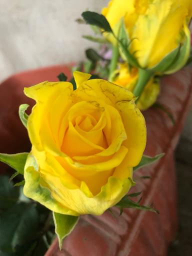 عکس گلخانه اصغر زاده