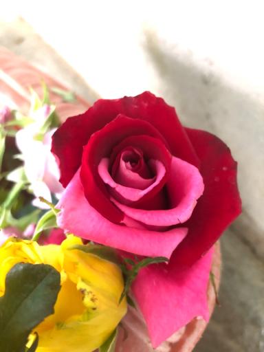 عکس گلخانه اصغر زاده