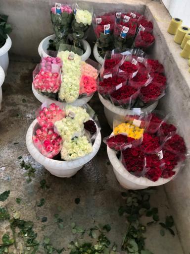 عکس گلخانه اصغر زاده