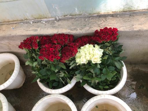 عکس گلخانه اصغر زاده