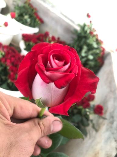 عکس گلخانه اصغر زاده