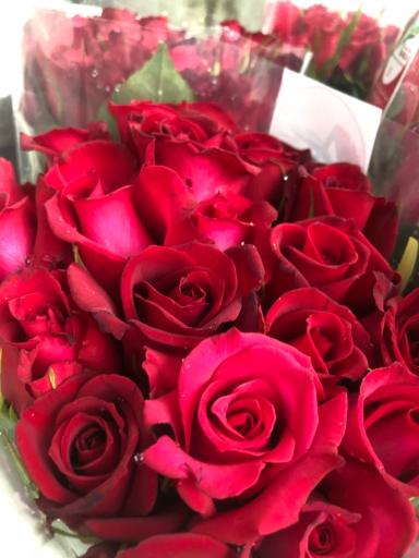 عکس گلخانه اصغر زاده