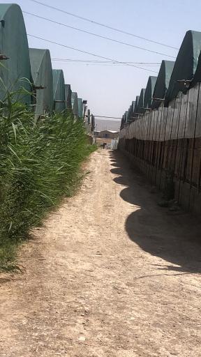 عکس گلخانه اصغر زاده